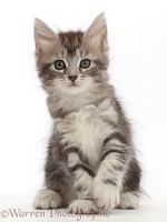 Silver tabby kitten, sitting