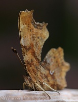 Comma butterfly at rest on a dried Hogweed stem