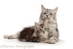 Silver tabby cat, with kitten