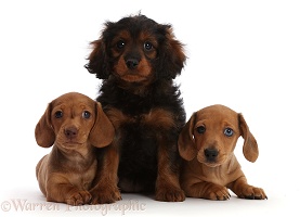Red Dachshund puppies and Cavapoo puppy