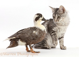 Mackerel Silver Tabby cat and Call Duck