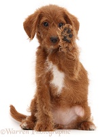 Goldendoodle puppy with raised paw