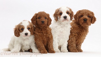 Four Cavapoo puppies