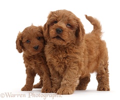 Two red Cavapoo puppies