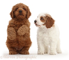 Two Cavapoo puppies, one sitting up and begging