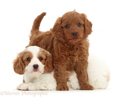 Two Cavapoo puppies