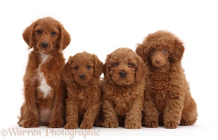 Red Poodle, Goldendoodle, and two Cavapoo puppies