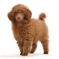 Red Poodle puppy, standing