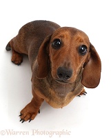 Dachshund sitting looking up