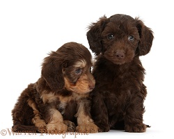 Two cute Daxiedoodle pups