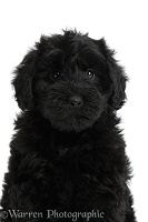 Cute black Toy Goldendoodle puppy