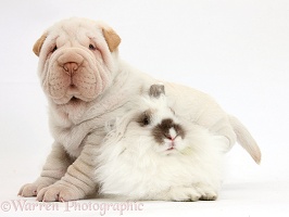 Shar Pei pup and fluffy rabbit