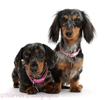 Two Dachshunds with collars on