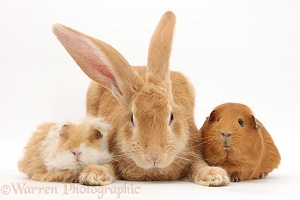 Flemish Giant Rabbit and Guinea pigs