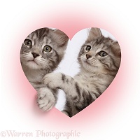 Silver tabby kittens looking through a pink heart