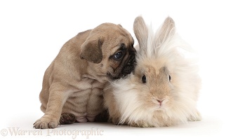 French Bulldog puppy with fluffy bunny