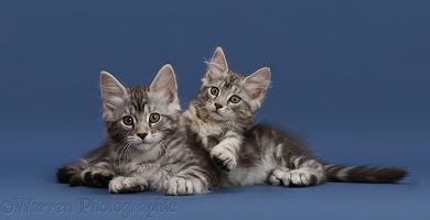 Silver tabby kittens on blue background