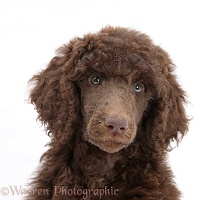 Chocolate Standard Poodle pup