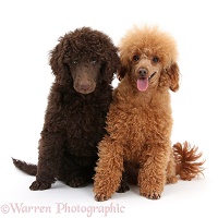 Standard Poodle pup with adult toy poodle