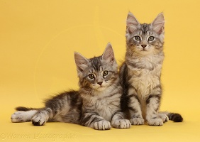 Silver tabby kittens on yellow background