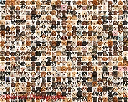 500 dogs of random colours