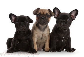 Three French Bulldog puppies, 6 weeks old