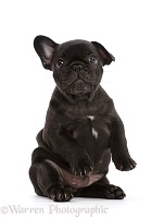 French Bulldog puppy, 6 weeks old, sitting up