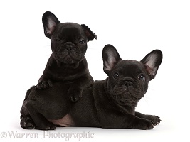Two French Bulldog puppies, 6 weeks old