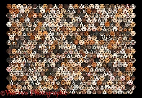 490 dogs of random colours set in a mosaic of circles