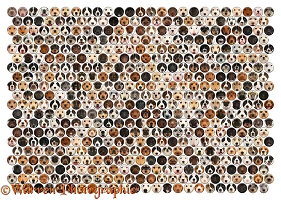 490 dogs of random colours set in a mosaic of circles