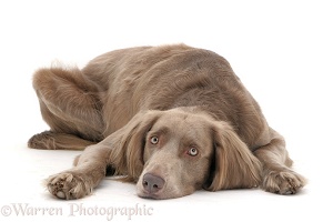 Long-haired Weimaraner dog lying, chin on floor