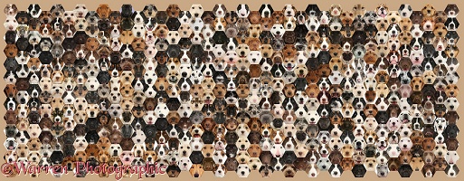 592 dogs of random colours set in a mosaic of hexagons
