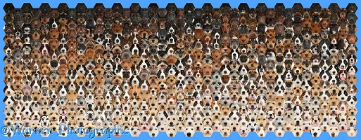 592 dogs of random colours set in a mosaic of hexagons