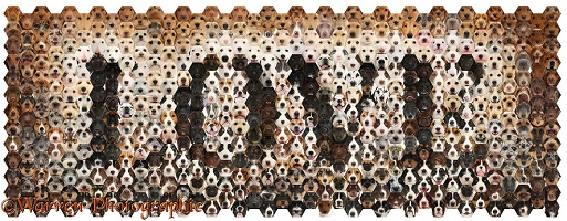 592 love dogs in a mosaic of hexagons
