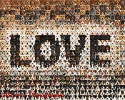 592 love dogs in a mosaic of squares