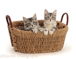 Silver tabby kittens in a basket