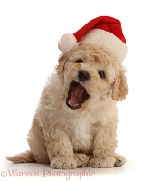 Cavapoochon puppy, 6 weeks old, wearing a Santa hat