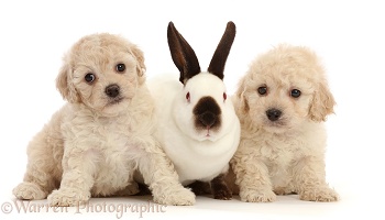 Cavapoochon puppies, 6 weeks old, and Sable-point rabbit