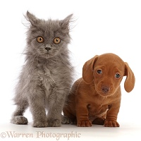 British Blue kitten and red Dachshund puppy