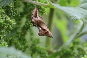 Comma Butterfly pupa