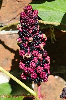 Indian Pokeweed ripening berries