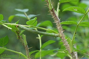 Swallowtail Moth caterpillar on rose