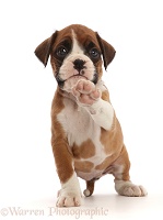 Boxer puppy, 6 weeks old, pointing with a paw