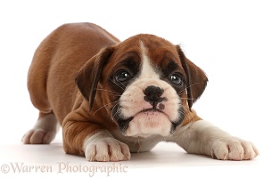 Playful Boxer puppy, 6 weeks old, in play-bow