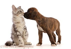 Silver tabby kitten and Boxer puppy, kissing