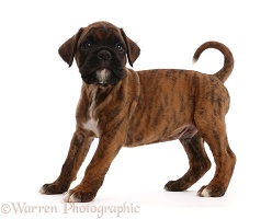 Boxer puppy, 6 weeks old, standing