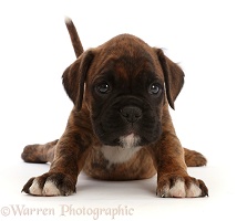 Boxer puppy, 6 weeks old, stretching out