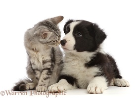 Silver tabby kitten and black-and-white Border Collie puppy