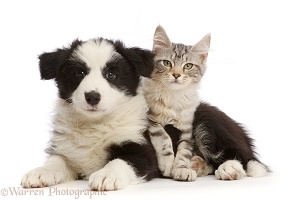 Silver tabby kitten and black-and-white Border Collie puppy