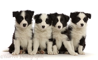 Four black-and-white Border Collie puppies